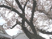 5619a886dd68fc2b37ca879d29c1155
